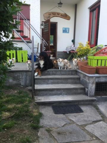 B&B Il Tempo Del Sogno Con Cani E Gatti Pet&Breakfast Μπαβένο Εξωτερικό φωτογραφία
