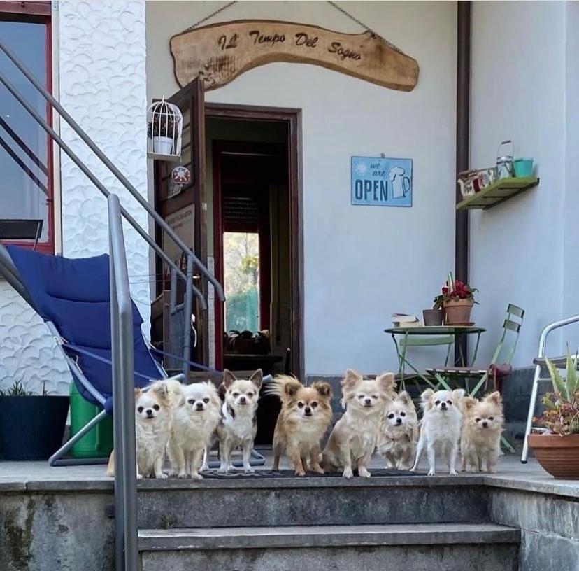 B&B Il Tempo Del Sogno Con Cani E Gatti Pet&Breakfast Μπαβένο Εξωτερικό φωτογραφία